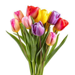 Fototapeta premium Beautiful tulip Flower bouquet isolated on white background