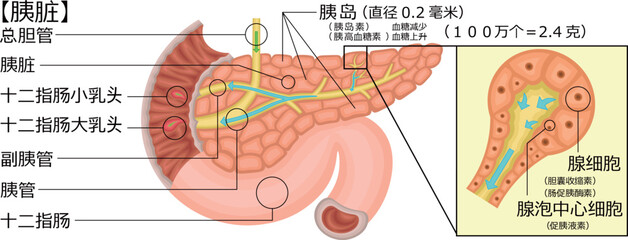 Obraz premium 膵臓 イラスト 中国語