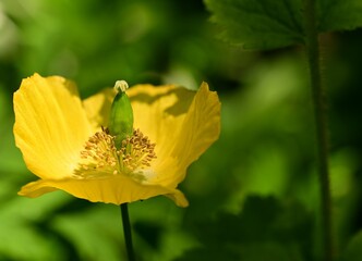 Gorgeous yellow flowers in spring, BC, Canada