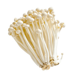 Enoki mushroom isolated on white background