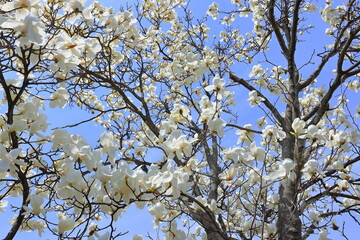 Beautiful White magnolia denudate tree in blossom in the morning