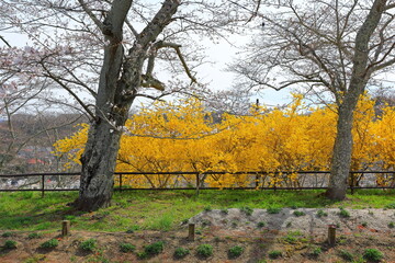 Cherry blossoms near Funaoka Castle at Tateyama Funaoka, Shibata, Shibata District, Miyagi, Japan