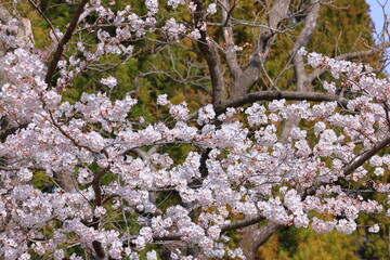 Cherry blossoms near Funaoka Castle at Tateyama Funaoka, Shibata, Shibata District, Miyagi, Japan