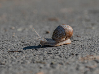 Weinbergschnecke