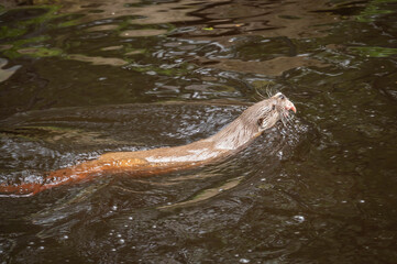 Obraz premium Fischotter im Unterwasserreich
