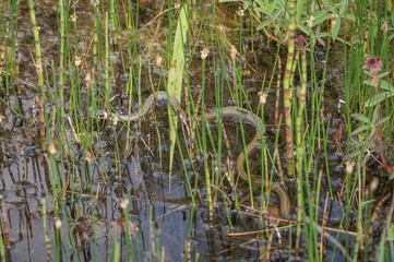 Unterwasserreich Schlange