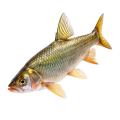 Fototapeta premium fish isolated on white background 