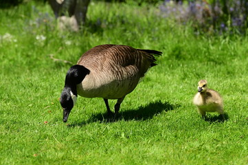 Adorable goslings with parents, Canada geese. Victoria, BC, Canada