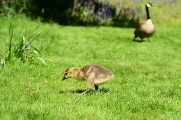 Adorable goslings with parents, Canada geese. Victoria, BC, Canada