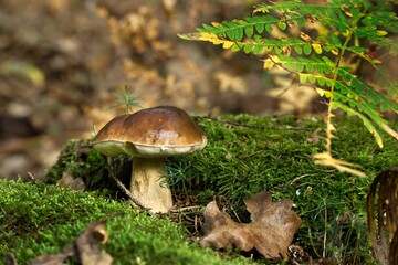 Wild Boletus mushroom growing in a forest