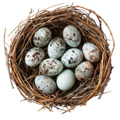 Fototapeta premium Nest with eggs isolated on white background