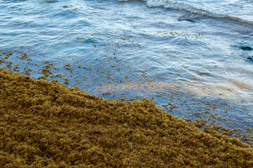 sargassum on beach in playa del carmen 