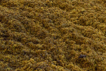 sargassum on beach in mexico 