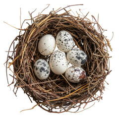 Obraz premium Nest with eggs isolated on white background