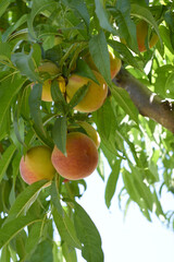 Fresh young unripe Peach fruits on a tree branch with leaves closeup, A bunch of unripe Peaches on a branch, beautiful delicious fruit peaches on the tree, peach fruits grow on a peach tree branch