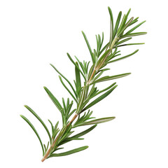 Fototapeta premium Rosemary stem isolated on white background