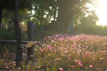 Rustic wooden bench surrounded by blooming cosmos flowers in a sunlit field.