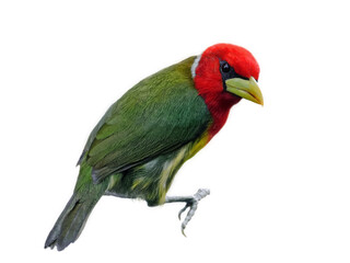 Red-headed Barbet - Eubucco bourcierii: A Vibrant Avian Gem of the Capitonidae Family. Bird with green and red feathers isolated on a white background