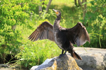 岩の上で翼を広げて立つ黒い水鳥のカワウ