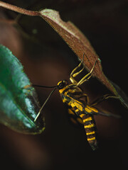 A wasp clings to a leaf’s underside, showcasing its yellow and black body