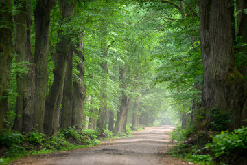 Avenue in old foggy forest