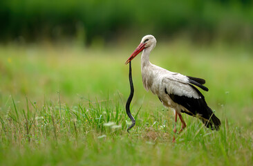 White stork bird ( Ciconia ciconia )
