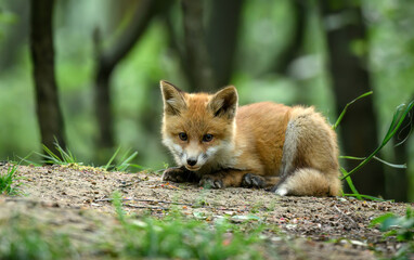 Naklejka premium Cute young red fox in the forest ( Vulpes vulpes )