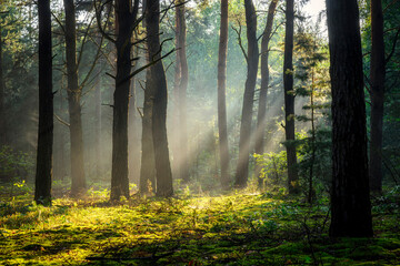 Sunny morning in the forest