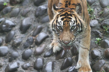A young Sumatran tiger standing on a rock while looking at the camera