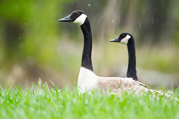 Two Canada geese in the green grass in the field in spring.