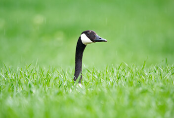 Head of Canada goose in the green grass in the field in spring.
