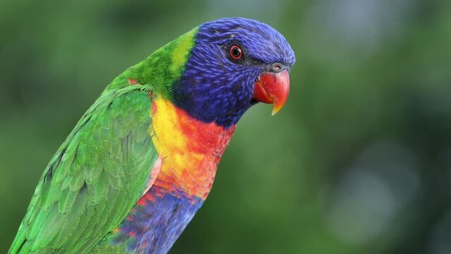 Rainbow Lorikeet in Natural Habitat