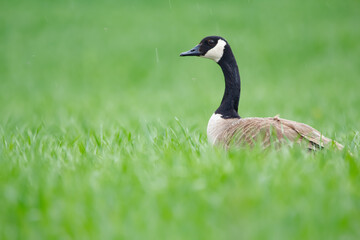Head of Canada goose in the green grass in the field in spring.