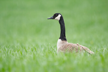 Head of Canada goose in the green grass in the field in spring.