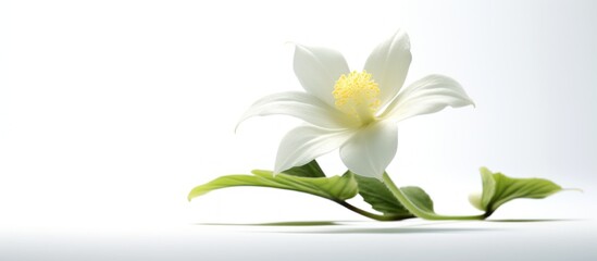 A white flower with green leaves is the main focus of the image