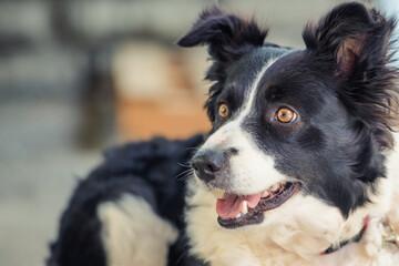 Portrait of a Border Collie dog