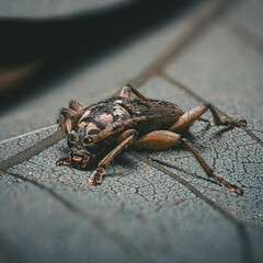 Close-up of a brown beetle on a textured leaf (Cerambycidae)