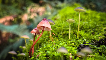 An assortment of pink and white Mycena mushrooms perch atop a fallen tree in the forest.