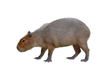 Capybara isolated on transparent background png file