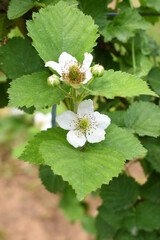 Blackberry flowers in the garden, Beautiful in spring bloom garden. Blackberry bush with white flowers, Blossoming blackberry bush and bee, sunny spring day, Chakwal, Punjab, Pakistan