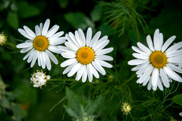 Obraz premium white daisies on a natural background