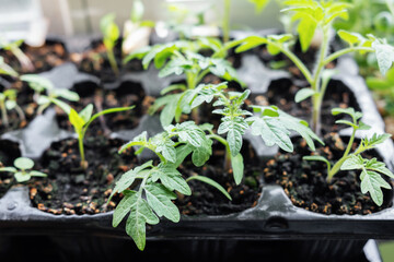 Young tomato seedling plants
