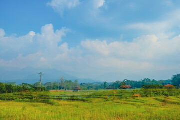 the view of rice fields in a beautiful village 