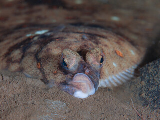 Plaice from Oslo fjord
