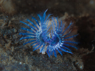 Blue tube worm from Norway - Hydroides norvegicus