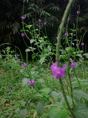 purple flower garden, flowers bloom in the cool morning