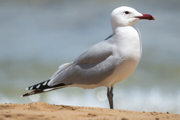 Fototapeta premium Seagull on the beach coast in Ibiza in summer.