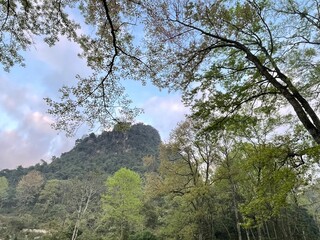 trees in the mountains