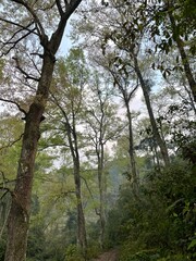 trees in the forest