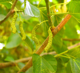 Fresh and organic mulberry fruits. Mulberry tree with ripe fruits in summer, Long mulberry on tree, Organic Delicious Long Mulberries in the garden closeup, Chakwal, Punjab, Pakistan